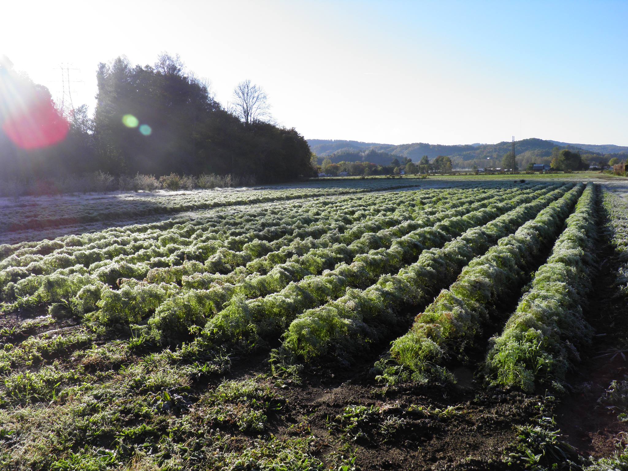 11-best-organic-farms-in-north-carolina