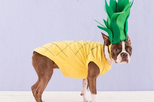 Pineapples Are a Superfood: 7 Reasons Why