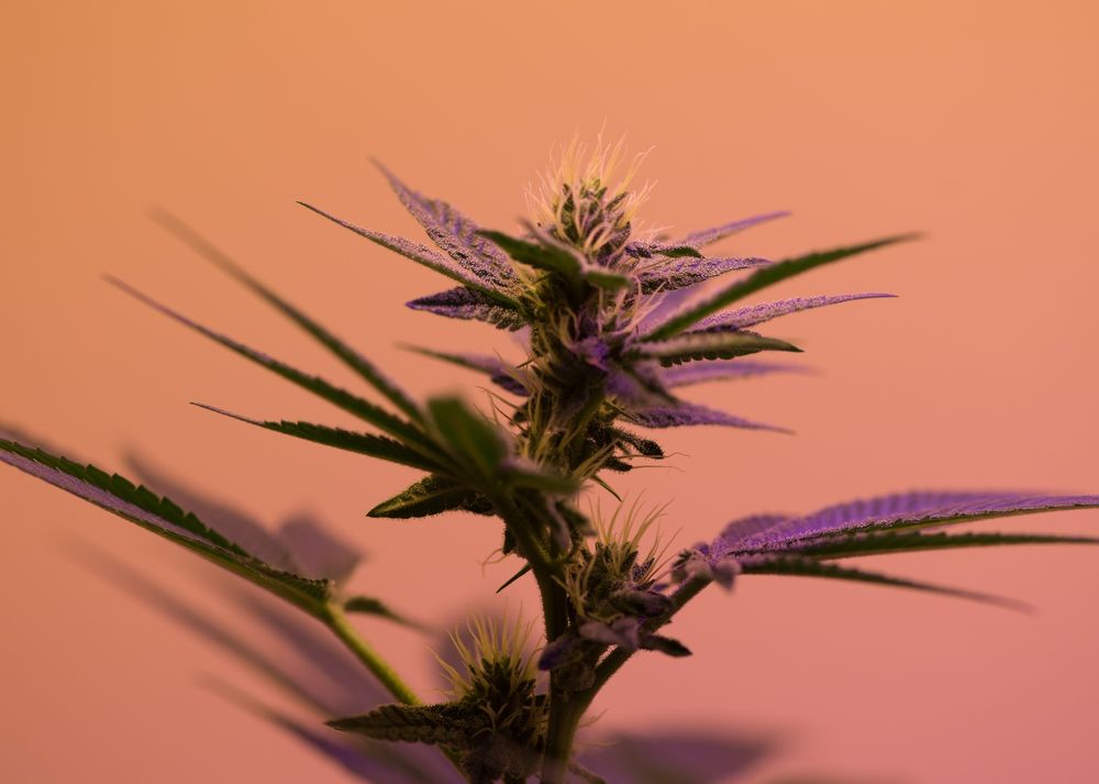 Companion Gardening Guide to... Cannabis