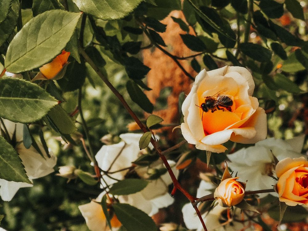 What Is Happening to Our Bees?