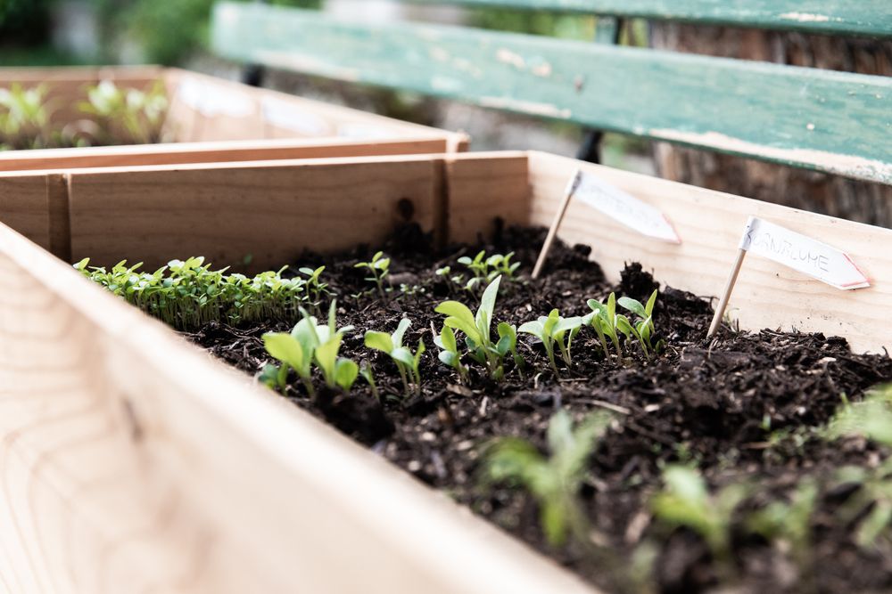 5 Easy-to-Grow Vegetables for Your Balcony Garden