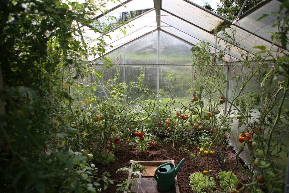 Here's Why You Have to Try Greenhouse Gardening