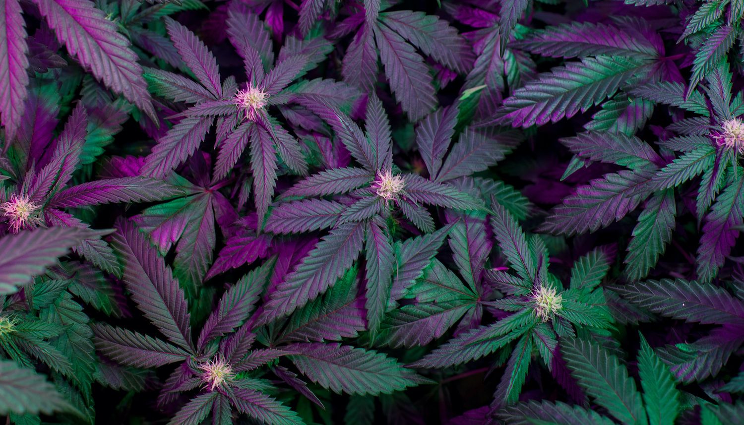 The End Is Near for Marijuana Prohibition