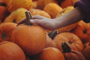 Halloween pumpkin recipes (zero-waste)